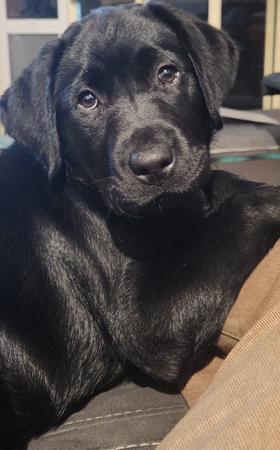 Labrador Retriever for sale by EBONIQUE