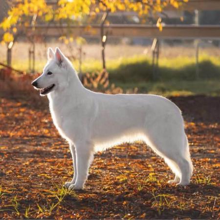 White Swiss Shepherd Dog puppy for sale by KATIEDAVIS