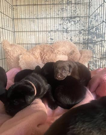 Labrador Retriever puppy for sale by KAYBRAJEM