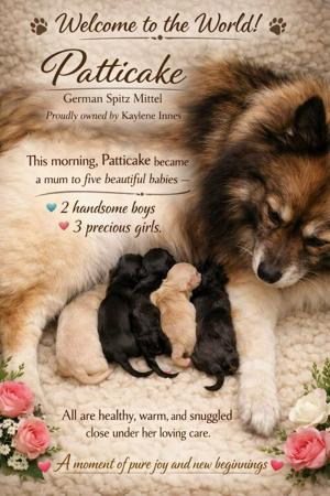 German Spitz (Mittel) for sale by KAYLENEI