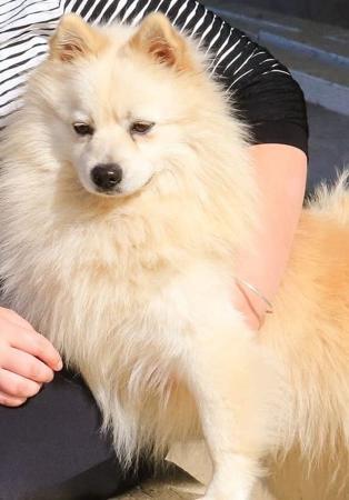 German Spitz (Mittel) for sale by BORASUS