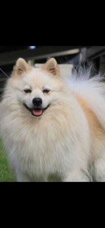 German Spitz (Mittel) for sale by BORASUS