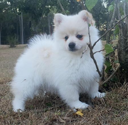 German Spitz (Mittel) for sale by BORASUS