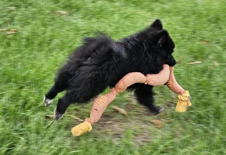 German Spitz (Mittel) for sale by BORASUS