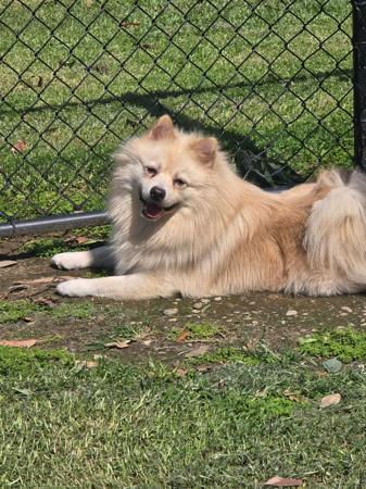 German Spitz (Mittel) for sale by BORASUS