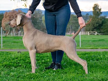 Tyrilebee Purple Potion Weimaraner