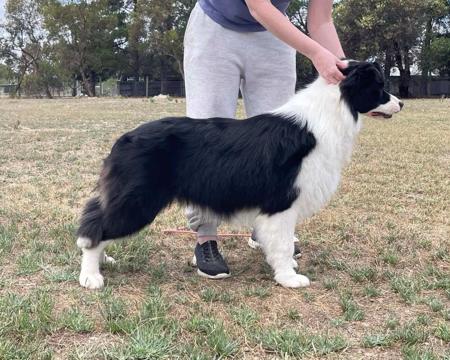 Border Collie dog for sale by KELTIN