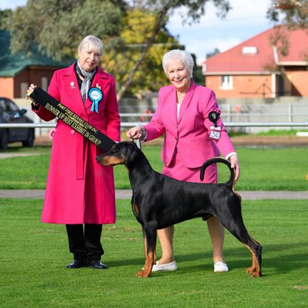 AUST CH Grandobe OverNight Sensation (AI) Dobermann
