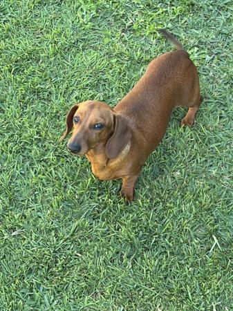 Dachshund (Miniature Smooth Haired) puppy for sale by KERRYLYNN