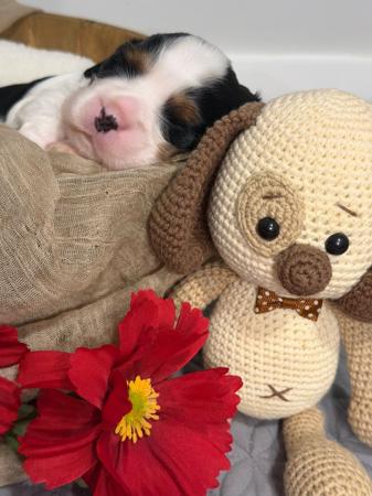 Cavalier King Charles Spaniel puppy for sale by AXELTON