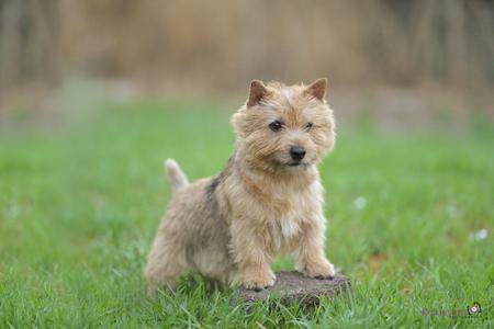 Norwich Terrier for sale by KIMBASTAFF