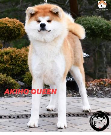 Akita (Japanese) dog for sale by KIMHAMMANN