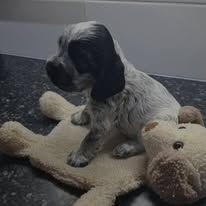 Cocker Spaniel puppy for sale by KINGMA
