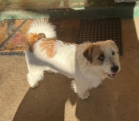 Chaswyck Titas Jack Russell Terrier