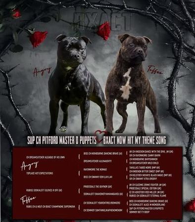 Staffordshire Bull Terrier puppy for sale by BXACT