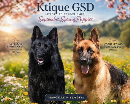 German Shepherd Dog puppy for sale by KTIQUE