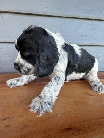 Cocker Spaniel puppy for sale by KUMUNDABOI