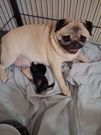 Pug puppy for sale by KWANTOI