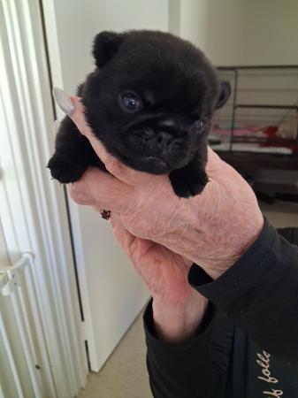 Pug puppy for sale by KWANTOI