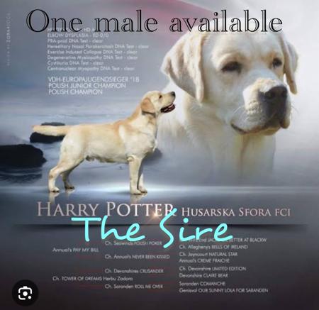 Labrador Retriever puppy for sale by KYNDOMKENNELS