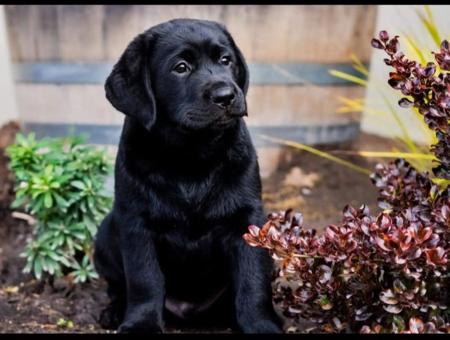 Labrador Retriever puppy for sale by LABBUCHI