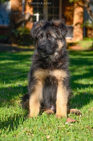 German Shepherd Dog puppy for sale by LABELLECHIEN