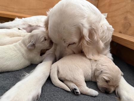 Golden Retriever puppy for sale by LAKETOPIA