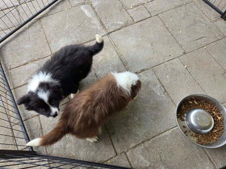 Border Collie puppy for sale by LANGTRY