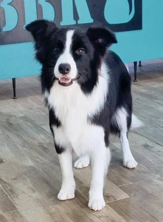 Tiek You Light The Spark Border Collie