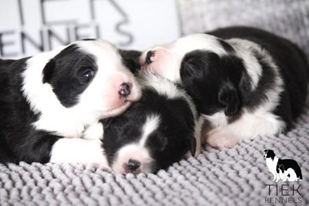 Border Collie puppy for sale by TIEK