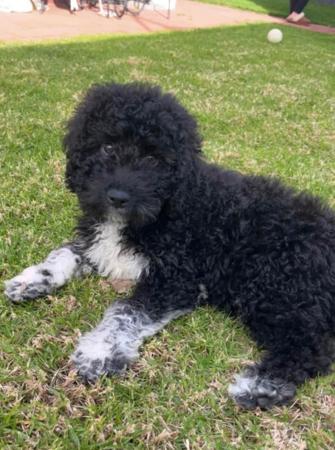 Spanish Water Dog dog for sale by LAURENF