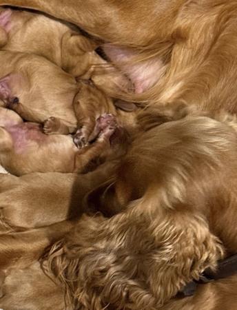 Cocker Spaniel puppy for sale by LAVINTO
