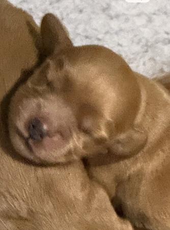 Cocker Spaniel puppy for sale by LAVINTO