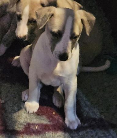 Whippet puppy for sale by LAVUKA