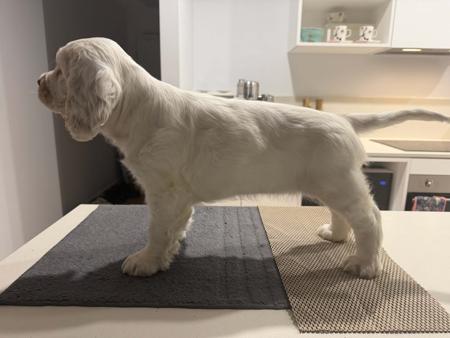 Clumber Spaniel puppy for sale by LEEBRU