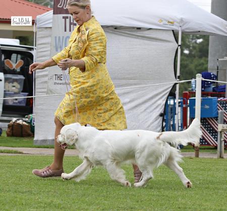 Clumber Spaniel dog for sale by LEEBRU