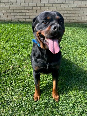 Rottweiler dog for sale by LEICAFALCON