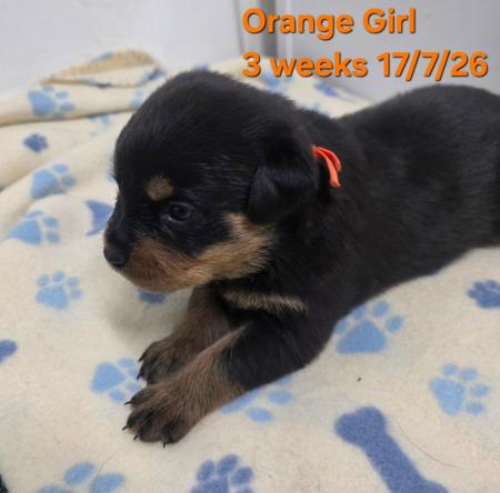 Rottweiler puppy for sale by LEICAFALCON