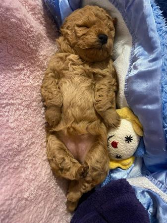 Poodle (Toy) puppy for sale by LEPETITOYZ
