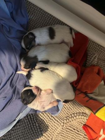 Papillon puppy for sale by LESAMOUREUX