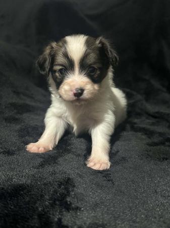 Papillon puppy for sale by LESAMOUREUX