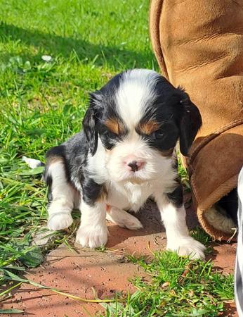 Cavalier King Charles Spaniel for sale by LILAHPARK