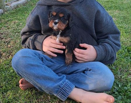 Cavalier King Charles Spaniel for sale by LILAHPARK