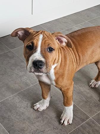 American Staffordshire Terrier puppy for sale by LILSARNO