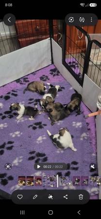 Lhasa Apso puppy for sale by LILSONG