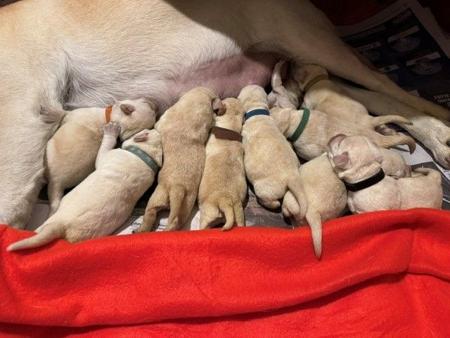 Labrador Retriever puppy for sale by LINDIANT