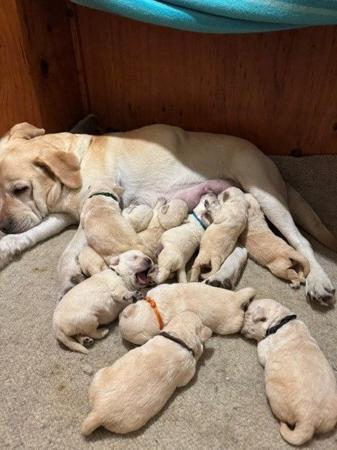Labrador Retriever puppy for sale by LINDIANT