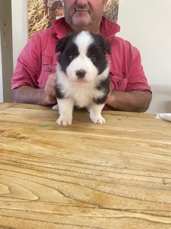 Border Collie puppy for sale by LIVENLAUGH