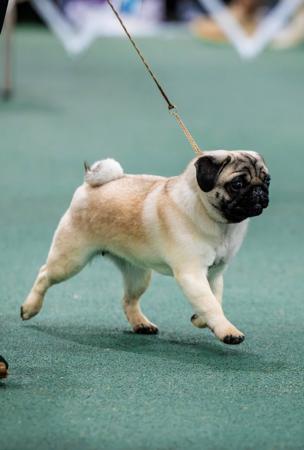 Glazcier Rockstar Expectations Pug