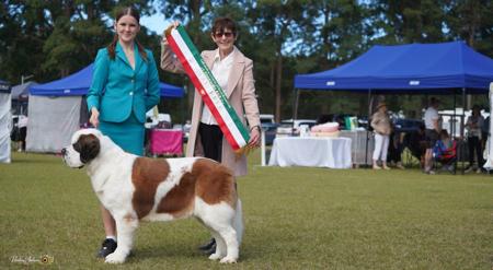 Aust Ch Snomark Jl Queen Of Hearts (AI) JC St Bernard